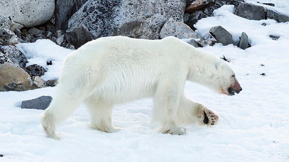 NOR-2016-Svalbard-Sjuøyane-Phippsøya-Polar bear (Ursus maritimus) 20.jpg