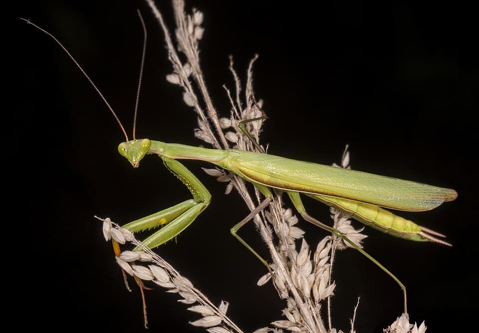 A photo of Praying Mantis (Mantis religiosa)