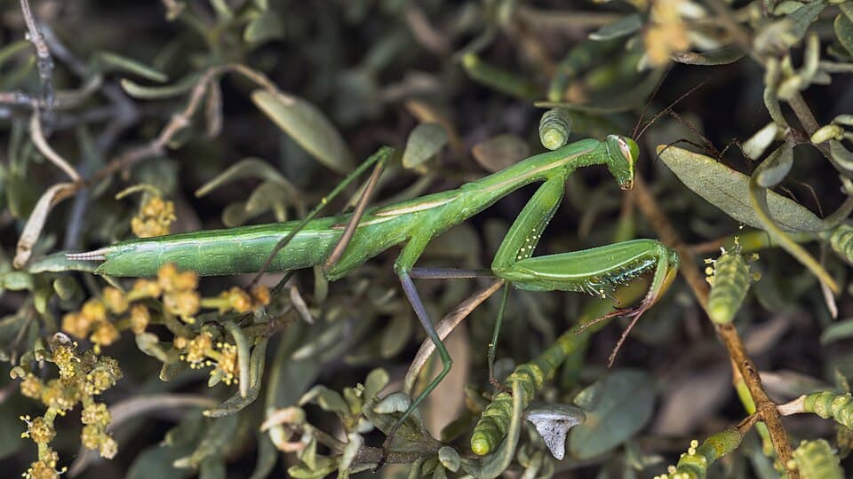 Mantis religiosa, immature female, Sète 01.jpg