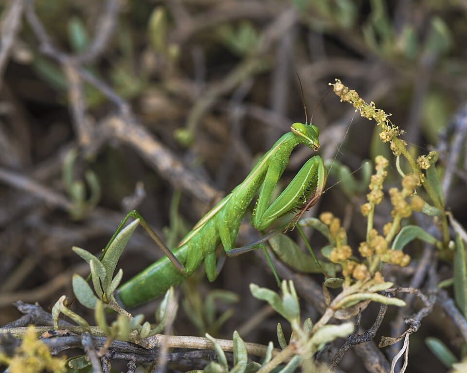 Mantis religiosa, immature female, Sète 06.jpg