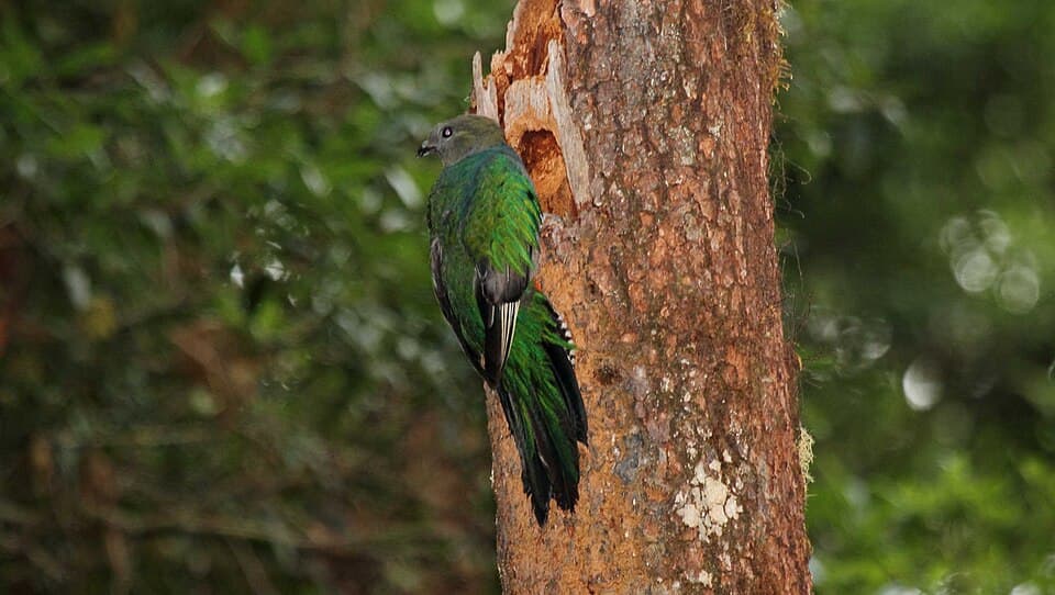 A photo of Quetzal (Pharomachrus mocinno)
