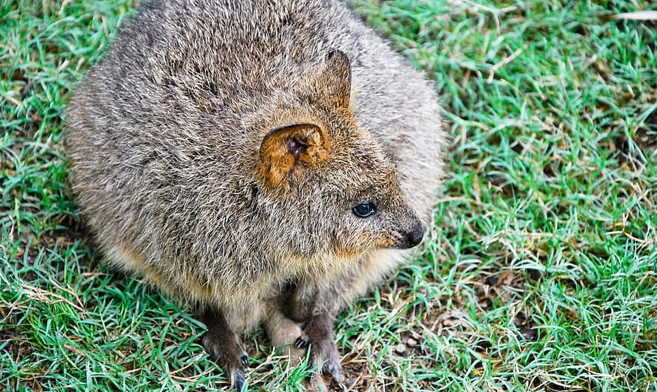 A photo of Quokka (Setonix brachyurus)