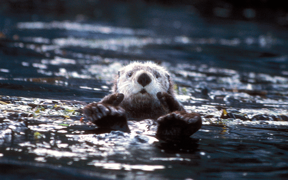 A photo of Sea Otter (Enhydra lutris)