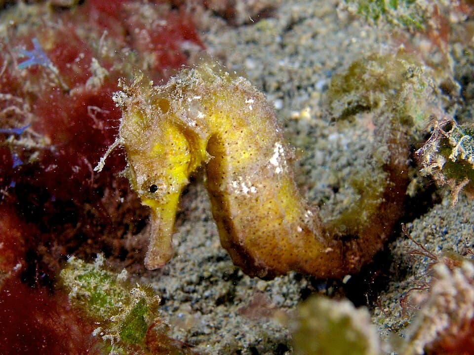 A photo of Seahorse (Hippocampus kuda)