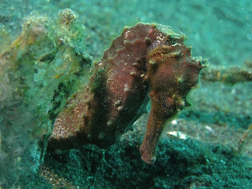 Hippocampus kuda, hembra.jpg