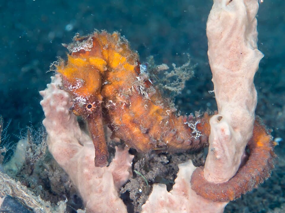 Spotted seahorse (Hippocampus kuda) (40554459970).jpg