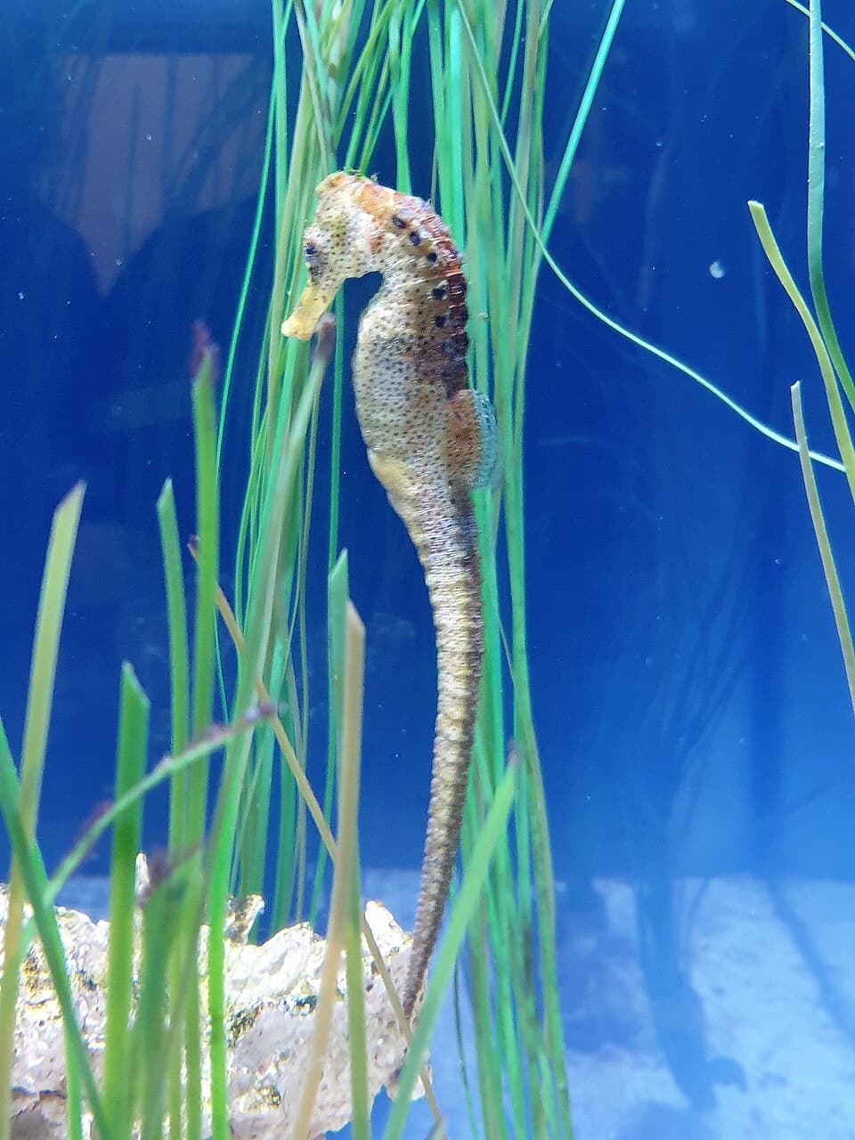 Hal - Hippocampus kuda - 3.jpg