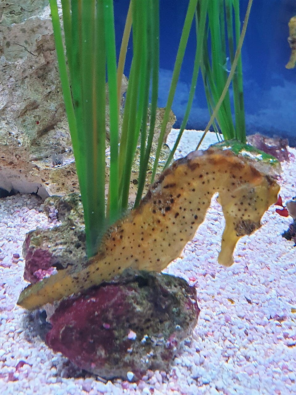 Hal - Hippocampus kuda - 4.jpg