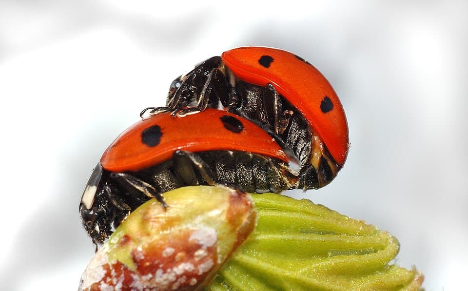 A photo of Seven-Spot Ladybird (Coccinella septempunctata)