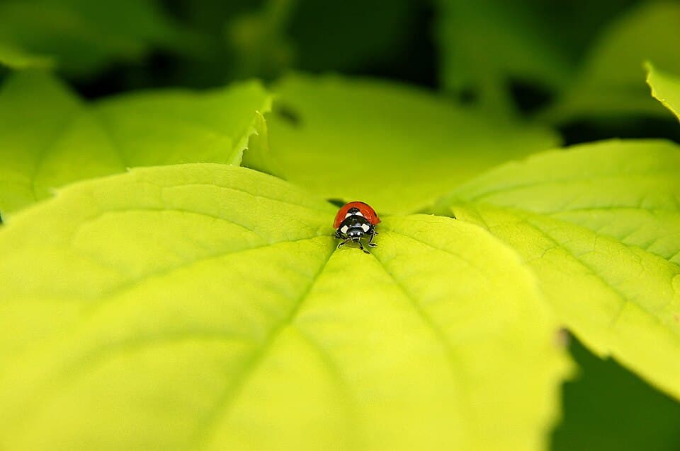 Coccinella septempunctata Luc Viatour.JPG