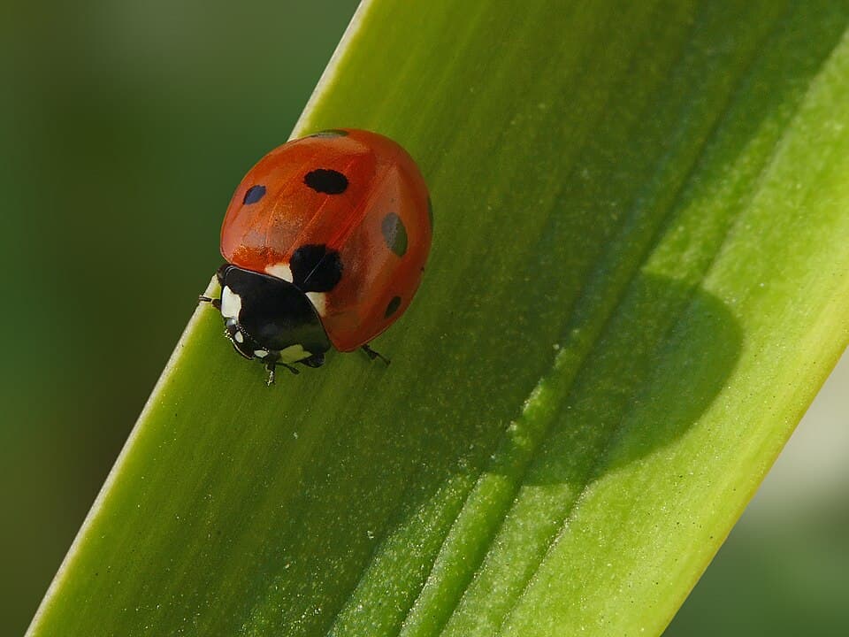 P1170487 Coccinella septempunctata.jpg