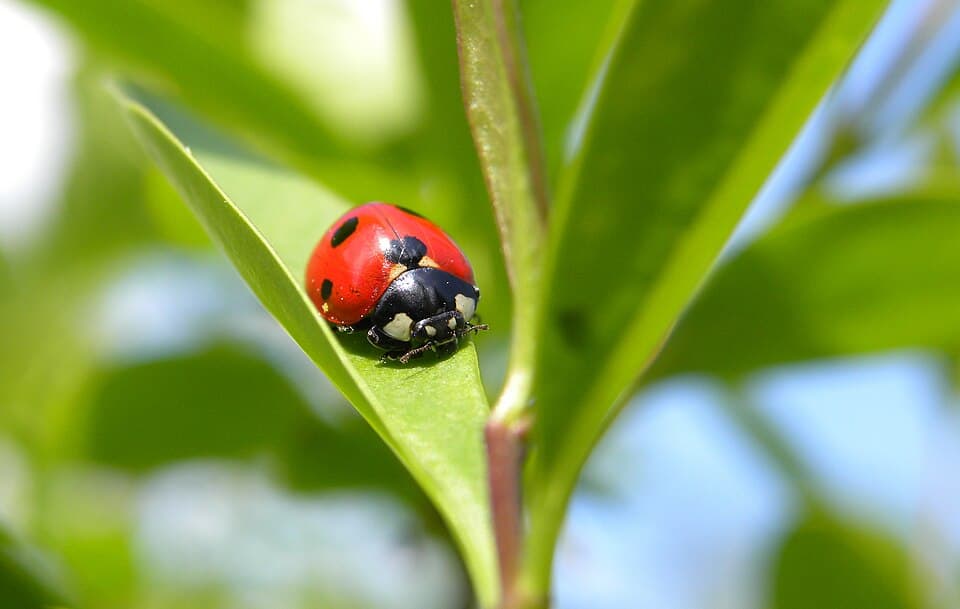 Seven-spotted ladybug (Coccinella septempunctata).jpg