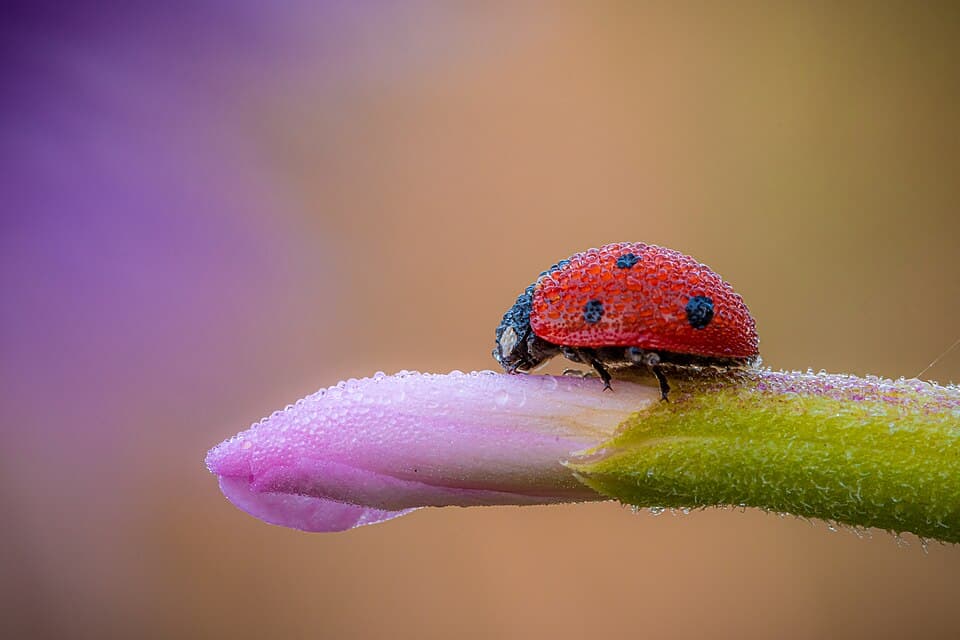 Siebenpunkt-Marienkäfer (Coccinella septempunctata) auf Blüte im FFH-Gebiet "Viernheimer Waldheide und angrenzende Flächen".jpg