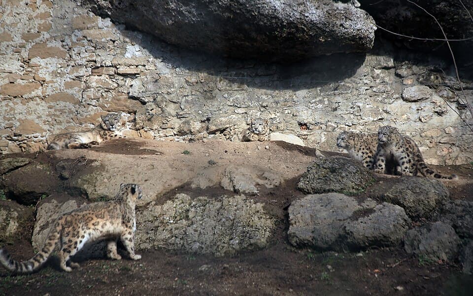 A photo of Snow Leopard (Panthera uncia)