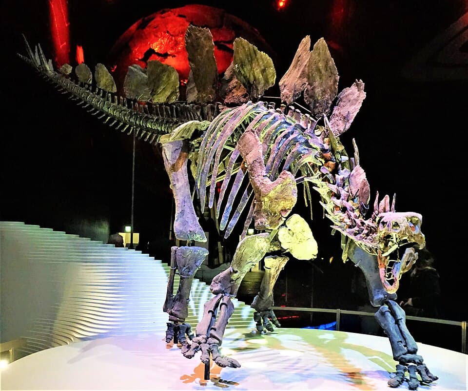A photo of Stegosaurus (Stegosaurus stenops)