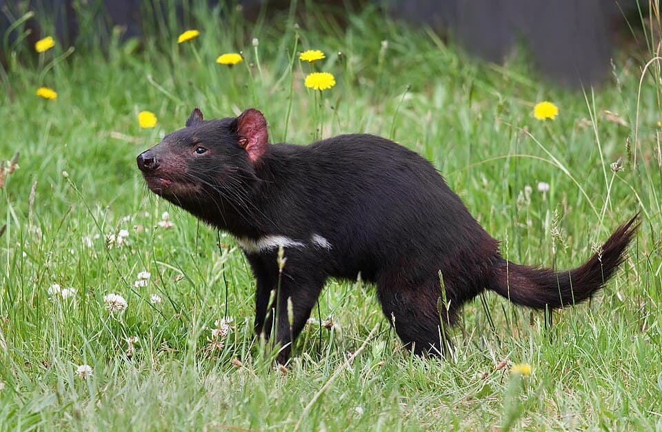 A photo of Tasmanian Devil (Sarcophilus harrisii)