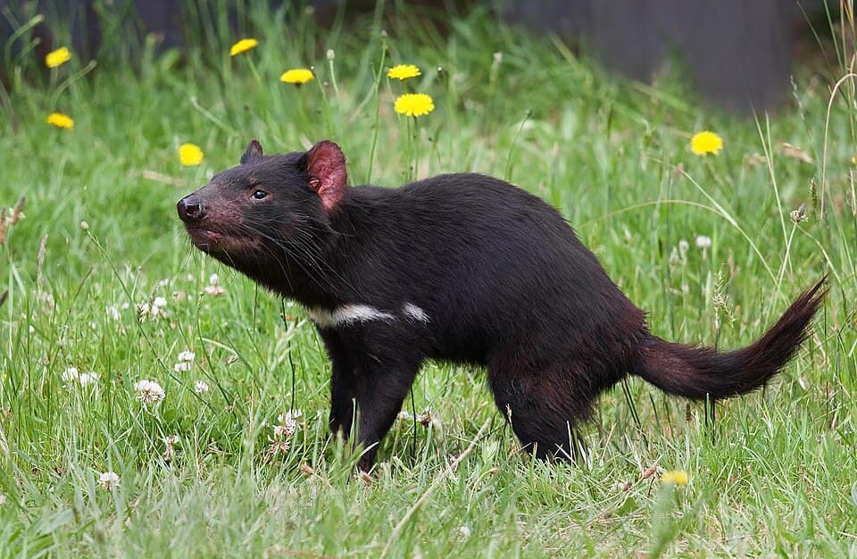 Sarcophilus harrisii taranna edit.jpg
