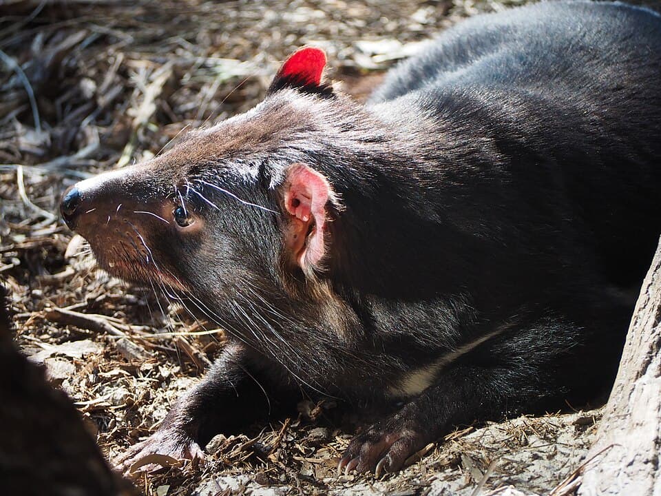 Sarcophilus harrisii (23454258654).jpg