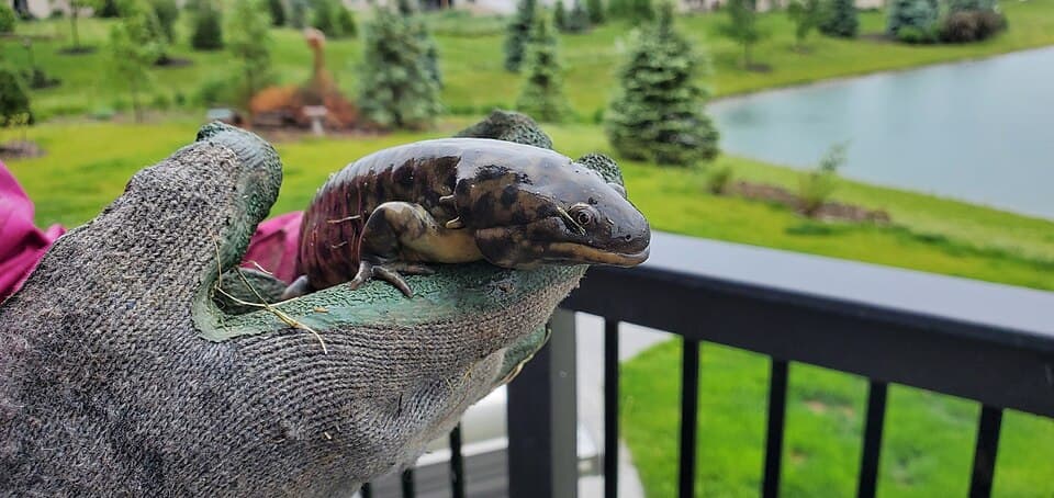 A photo of Tiger Salamander (Ambystoma tigrinum)