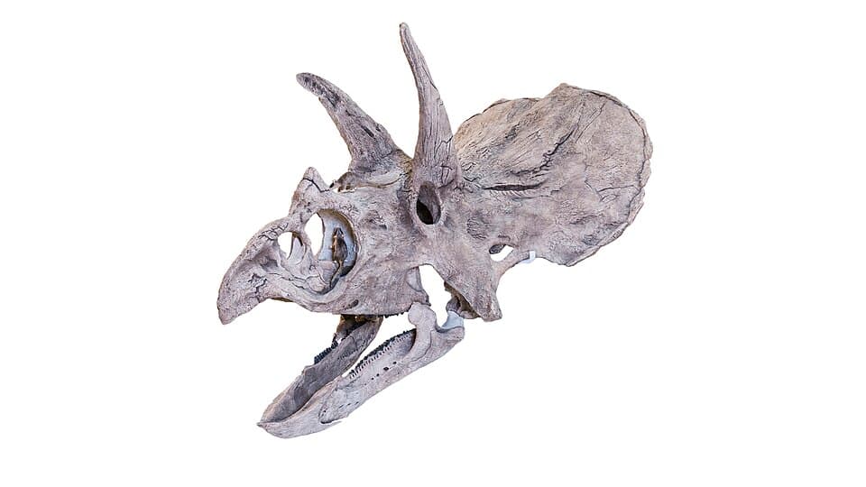 A photo of Triceratops (Triceratops horridus)