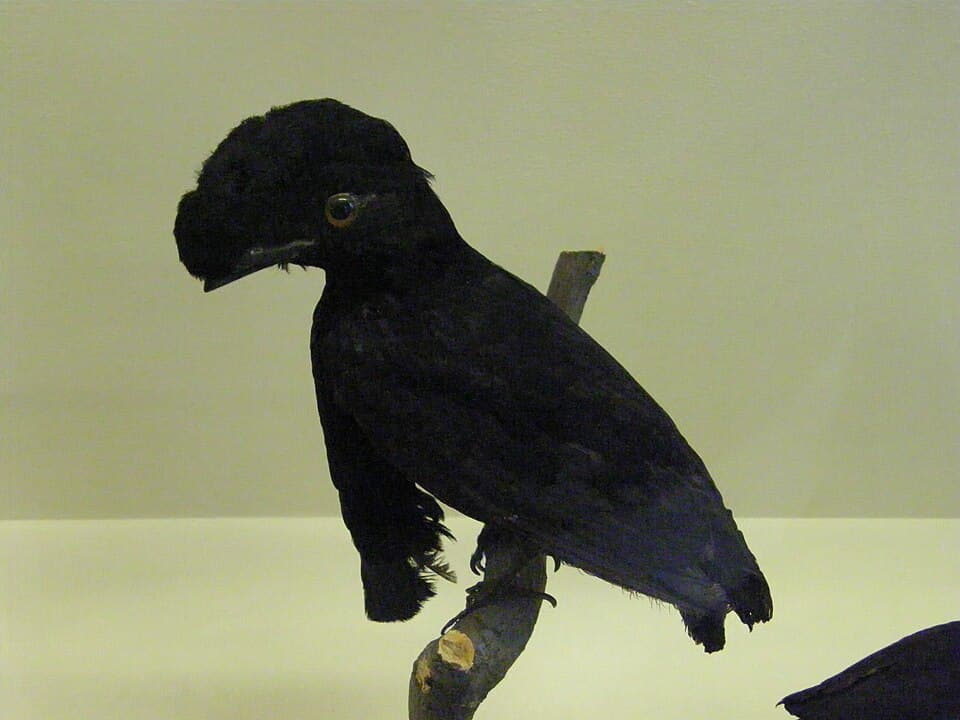 A photo of Umbrellabird (Cephalopterus penduliger)
