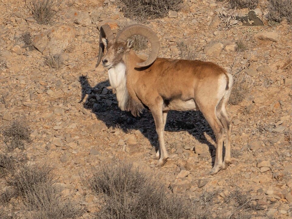 A photo of Urial (Ovis vignei)