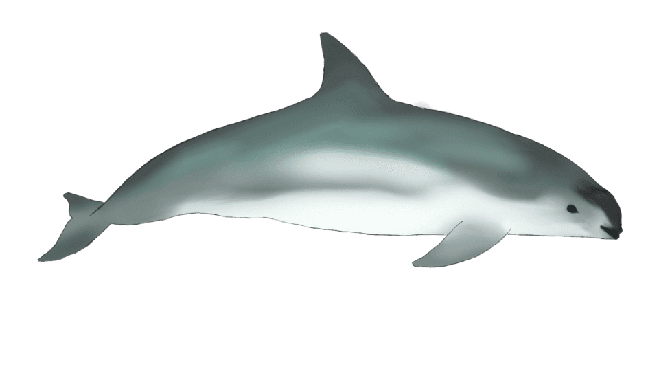 A photo of Vaquita (Phocoena sinus)