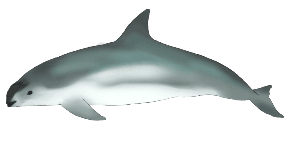 Vaquita swimming through the void. (Phocoena Sinus) 2.png