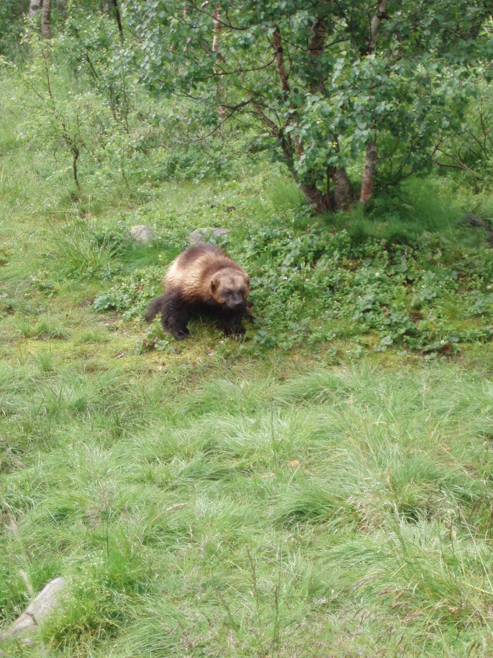 A photo of Wolverine (Gulo gulo)