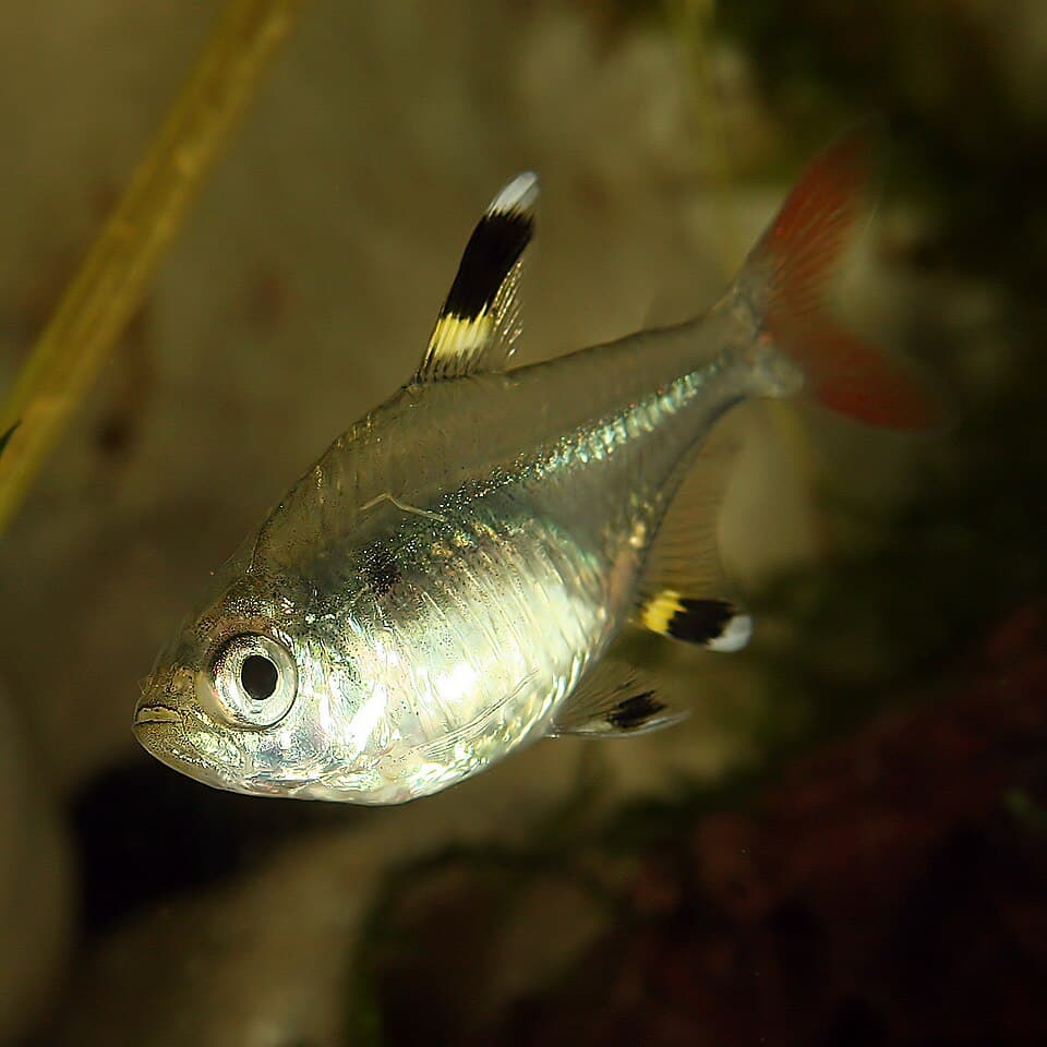 A photo of X-Ray Tetra (Pristella maxillaris)