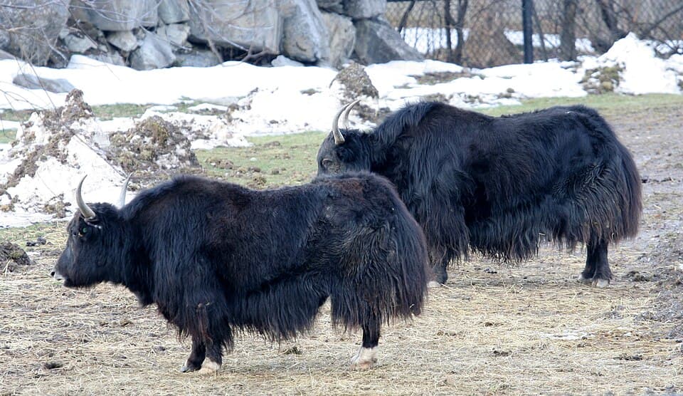A photo of Yak (Bos grunniens)