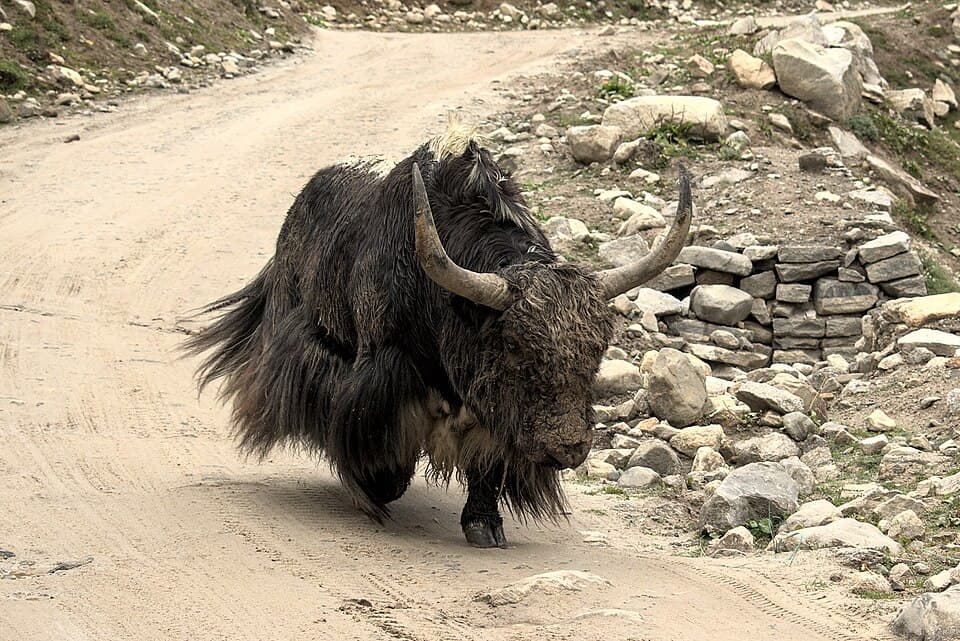 Yak, (Bos grunniens), D35 7598 01.jpg