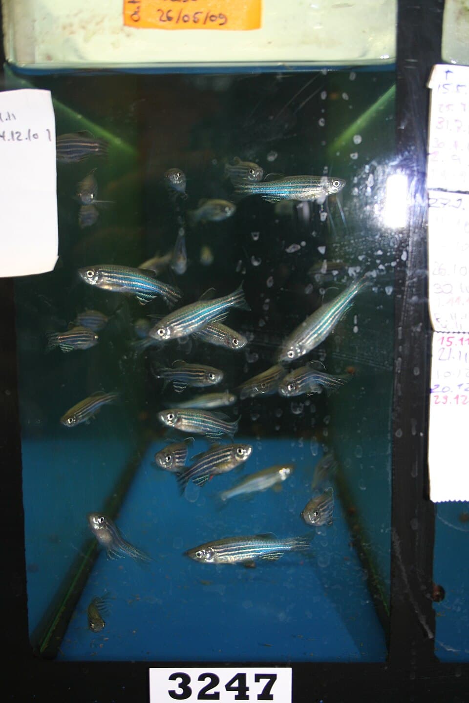 A photo of Zebra Danio (Danio rerio)