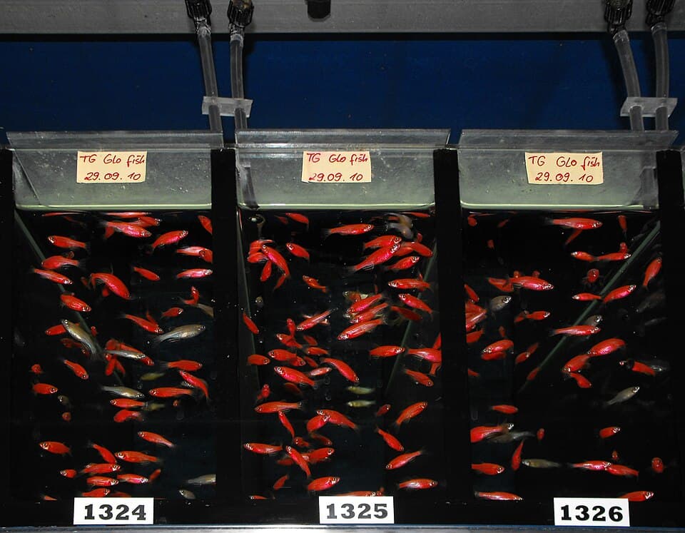 Danio rerio GloFish-science institute aquaria 05.jpg