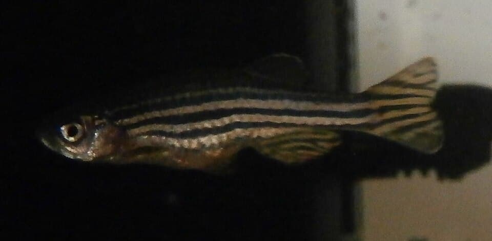 Kiefer - Danio rerio.jpg