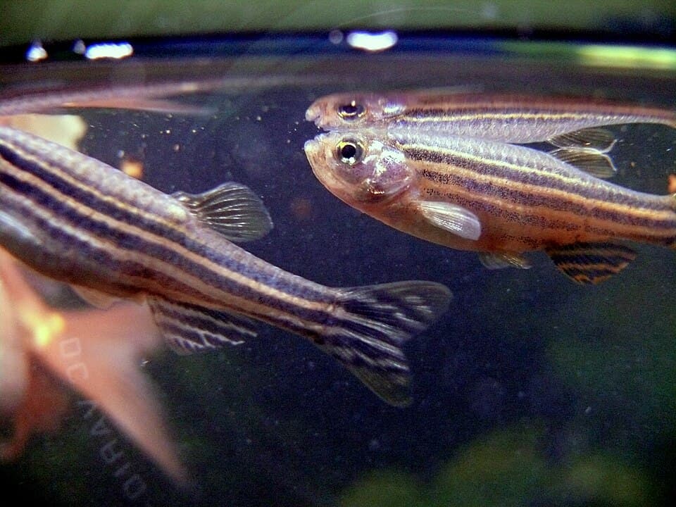 Danio rerio.JPG