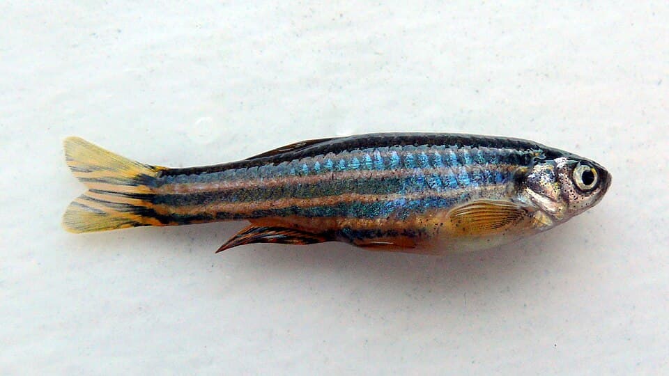 Danio rerio lab right.JPG