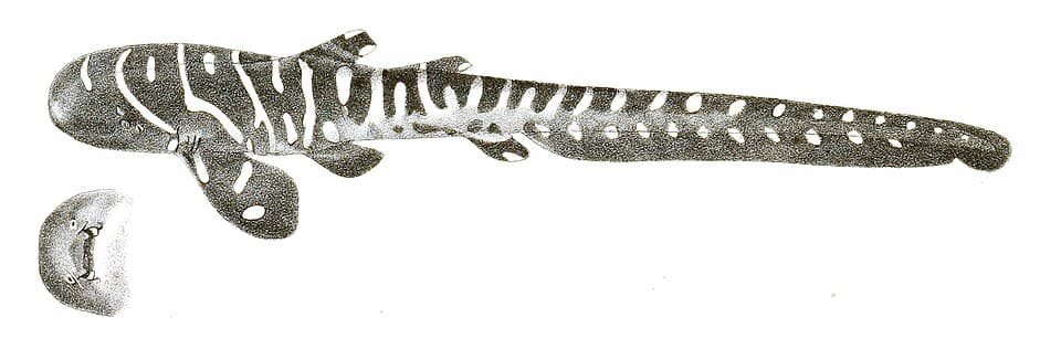 A photo of Zebra Shark (Stegostoma tigrinum)