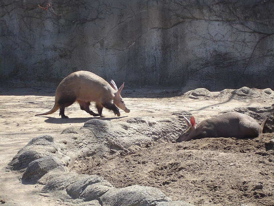 A photo of Aardvark (Orycteropus afer)