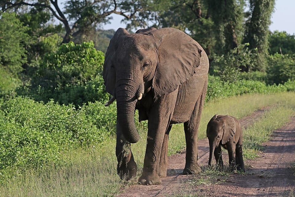 African bush elephants (Loxodonta africana) female with six-week-old baby.jpg