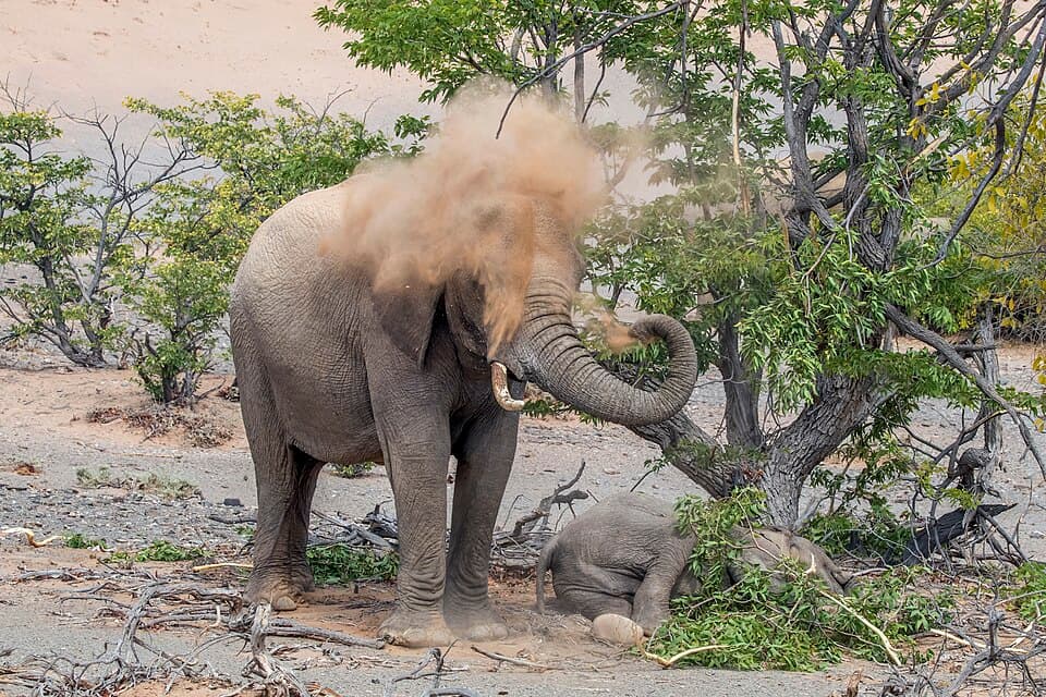 Desert elephant (Loxodonta africana) spraying sand.jpg