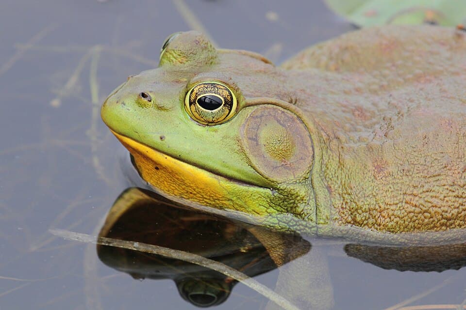 A photo of American Bullfrog (Lithobates catesbeianus)