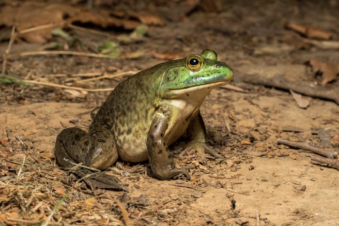 K.Kalaentzis - Lithobates catesbeianus, Crete.jpg