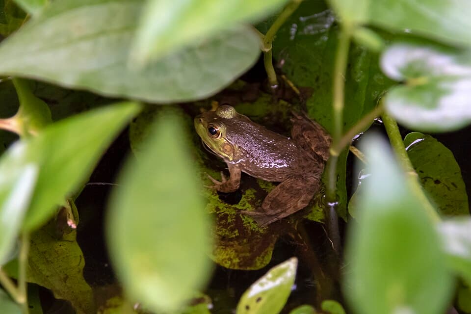 Blacklick Woods - Lithobates catesbeianus 1.jpg