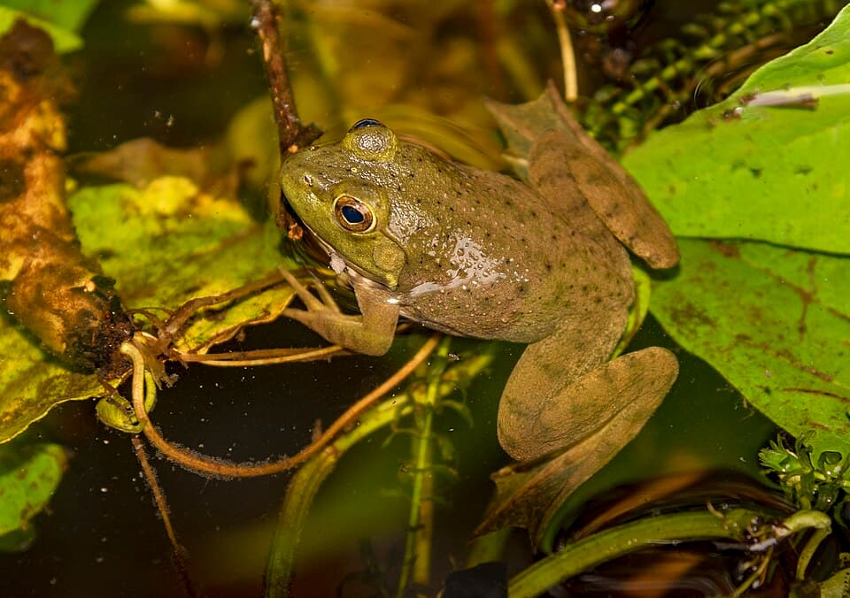 Blacklick Woods - Lithobates catesbeianus 2.jpg
