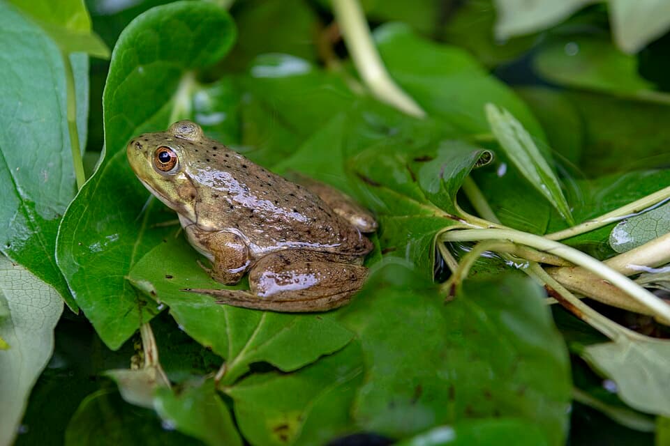 Blacklick Woods - Lithobates catesbeianus 3.jpg