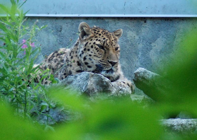 A photo of Amur Leopard (Panthera pardus orientalis)