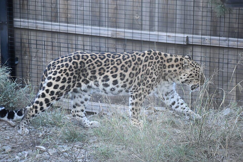 EcoZonia - Panthera pardus orientalis 13.jpg