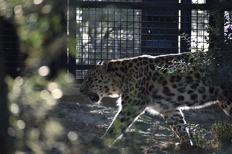 EcoZonia - Panthera pardus orientalis 17.jpg