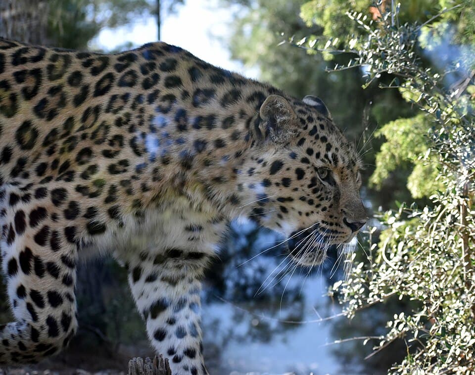 EcoZonia - Panthera pardus orientalis 42.jpg